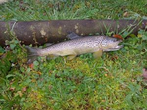 Brown Trout