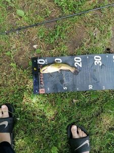 Black Bullhead