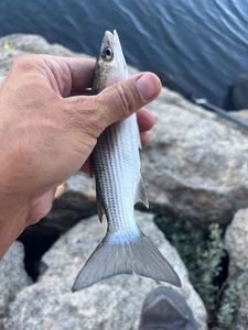 Leaping Mullet