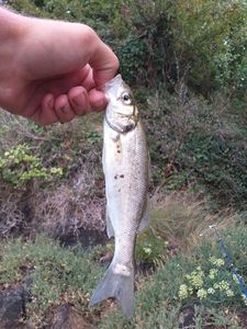 European Bass (Seabass)