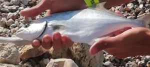 Leerfish (Garrick)