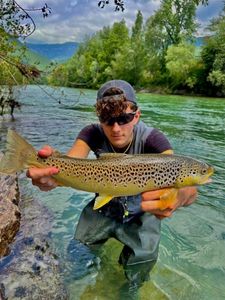 Brown Trout