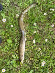 European Eel (Common Eel)