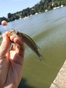 Zander