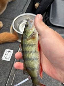 European Perch