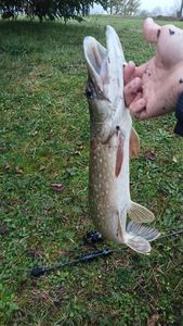 Northern Pike