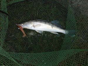 Zander