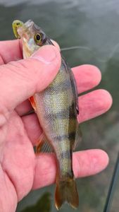 European Perch