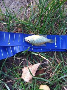Green Sunfish
