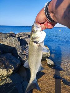 European Bass (Seabass)