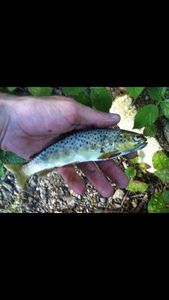 Brown Trout