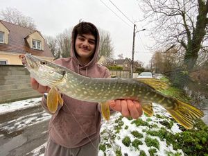 Northern Pike