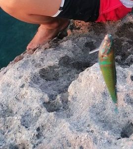Ornate Wrasse