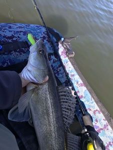 Zander