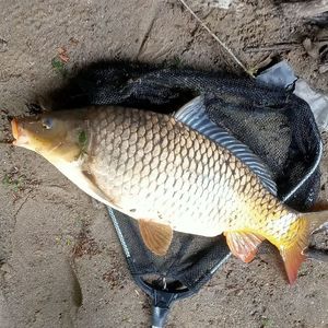 Common Carp