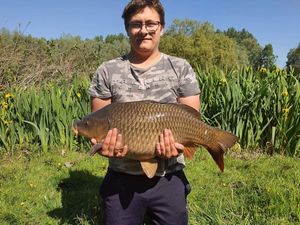 Common Carp