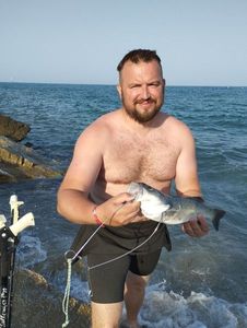 European Bass (Seabass)