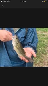 Largemouth Bass