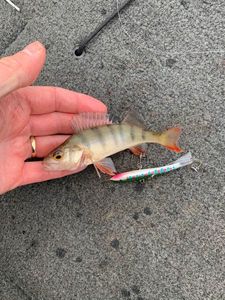 European Perch