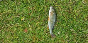 European Perch