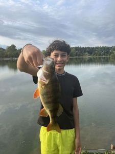 European Perch