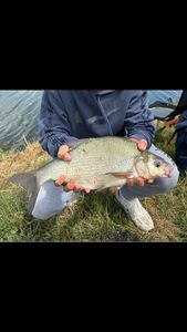 Common Bream