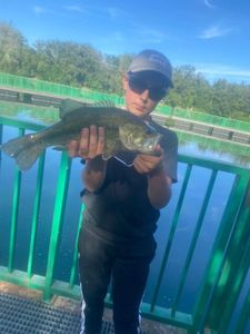 Smallmouth Bass