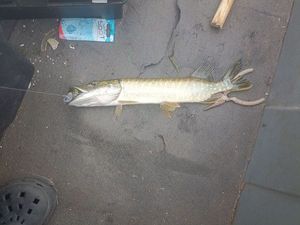 Northern Pike