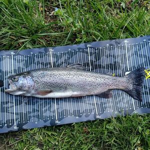 Rainbow Trout