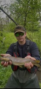 Brown Trout