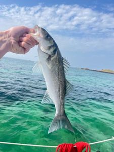 European Bass (Seabass)