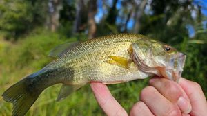 Largemouth Bass