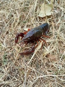 Spinycheek Crayfish