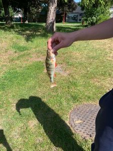 European Perch