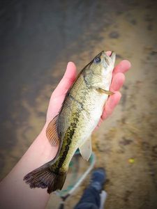 Largemouth Bass
