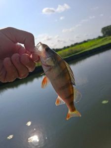 European Perch