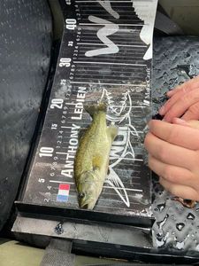 Largemouth Bass