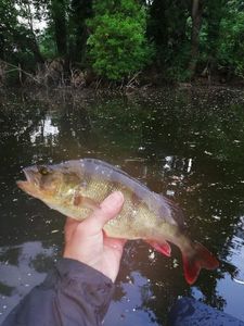 European Perch