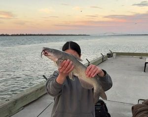 Channel Catfish