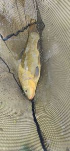 Tench