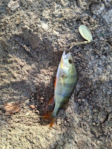 European Perch