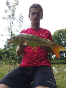 Common Carp