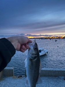 European Bass (Seabass)