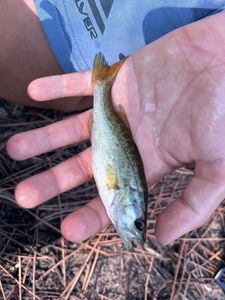 Largemouth Bass