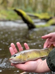 Brown Trout