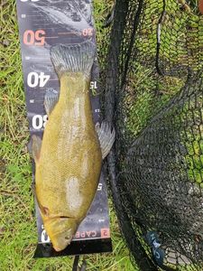 Tench