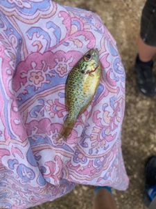 Green Sunfish