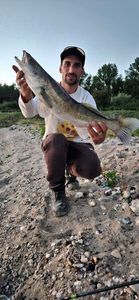 Zander
