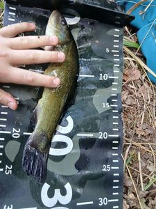 Tench