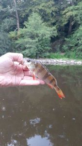 European Perch